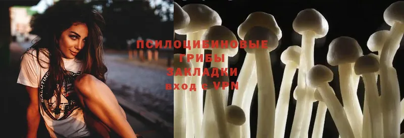 Псилоцибиновые грибы Psilocybe  Боровичи 